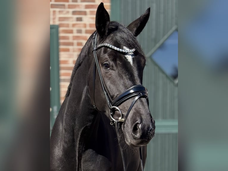 Hannover Castrone 4 Anni 177 cm Morello in Brande-Hörnerkirchen
