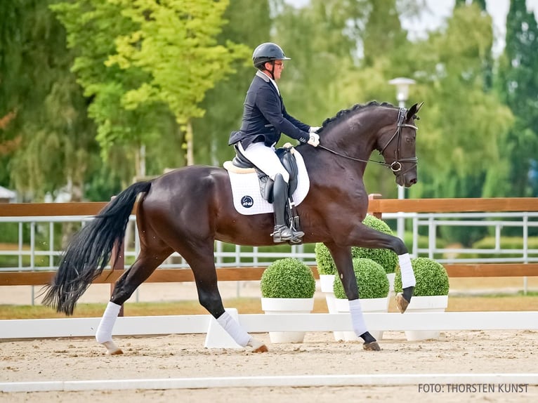 Hannover Castrone 4 Anni 177 cm Morello in Verden