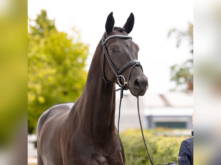 Hannover Castrone 4 Anni 177 cm Morello in Verden