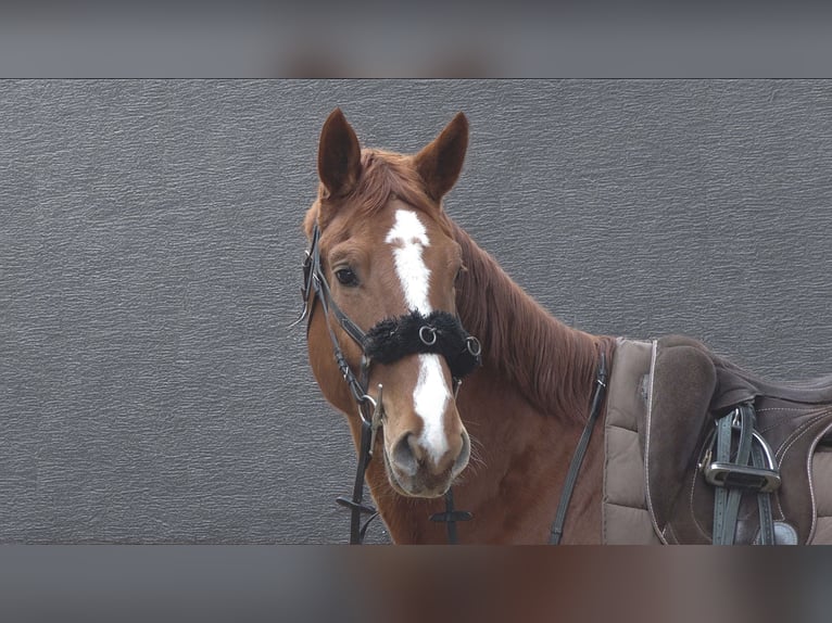 Hannover Castrone 4 Anni 177 cm Sauro in Rot an der Rot