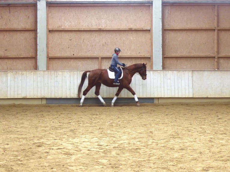 Hannover Castrone 4 Anni 177 cm Sauro in Rot an der Rot