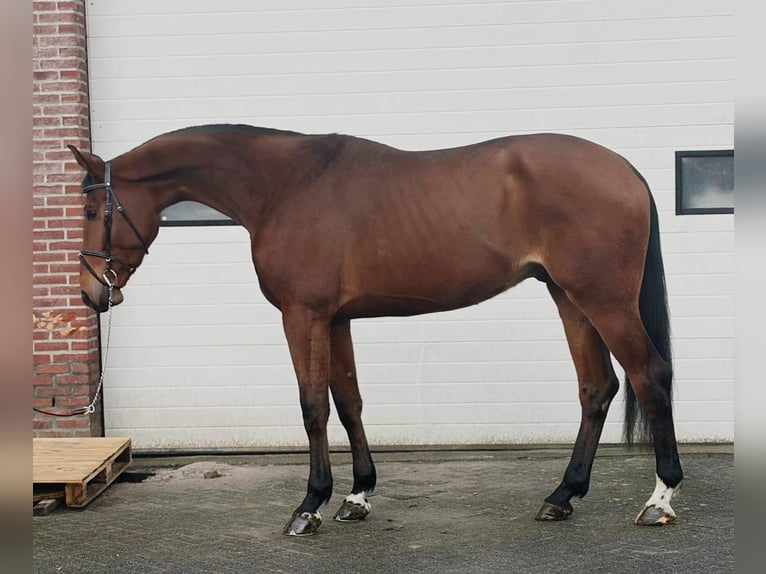 Hannover Castrone 4 Anni 178 cm Baio in Someren