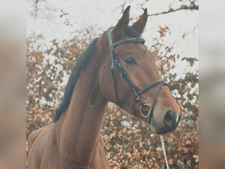 Hannover Castrone 4 Anni 178 cm Baio in Someren
