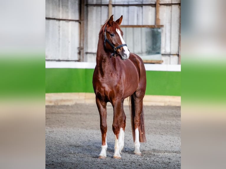 Hannover Castrone 4 Anni 178 cm Sauro scuro in Gloucestershire