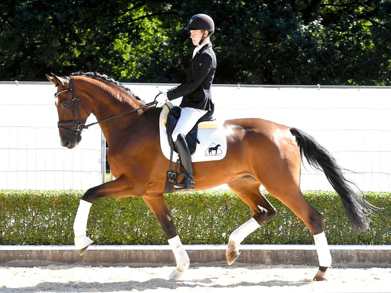 Hannover Castrone 4 Anni 180 cm Baio in Bad Bevensen