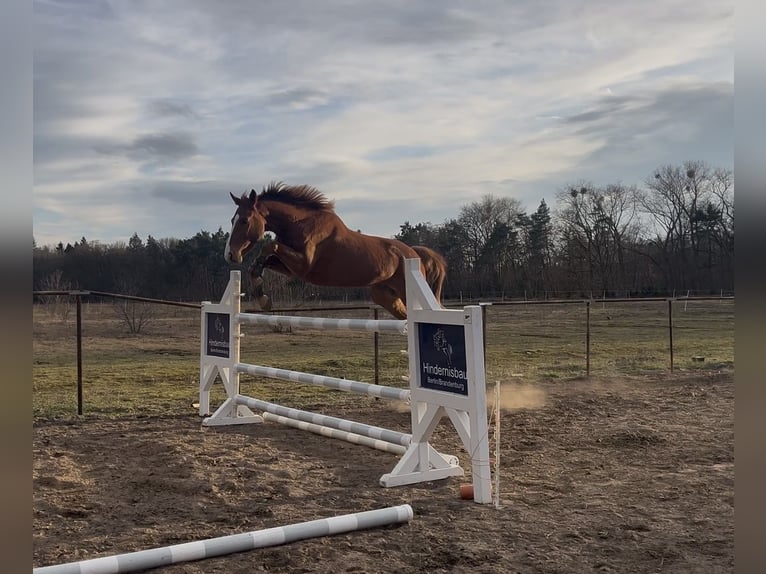 Hannover Castrone 4 Anni 180 cm Sauro in Trebbin