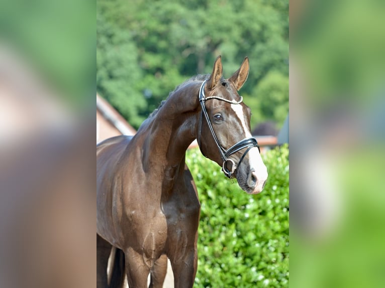 Hannover Castrone 4 Anni 180 cm Sauro scuro in Vechta