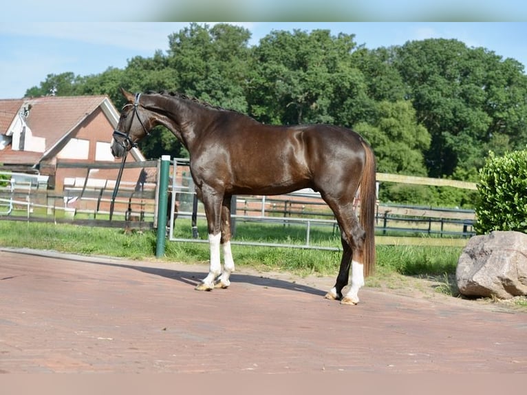 Hannover Castrone 4 Anni 180 cm Sauro scuro in Vechta