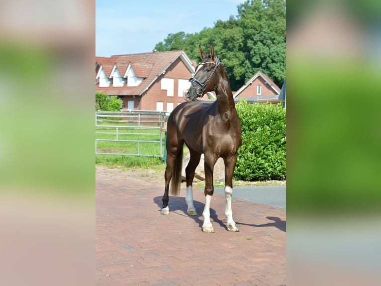 Hannover Castrone 4 Anni 180 cm Sauro scuro in Vechta