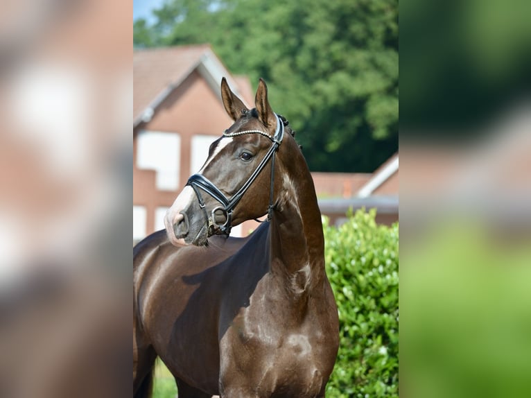 Hannover Castrone 4 Anni 180 cm Sauro scuro in Vechta