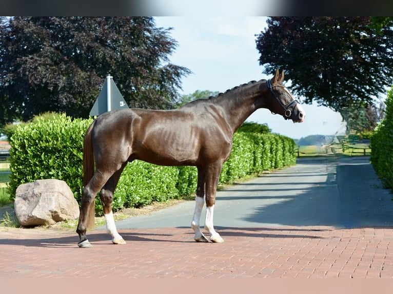Hannover Castrone 4 Anni 180 cm Sauro scuro in Vechta
