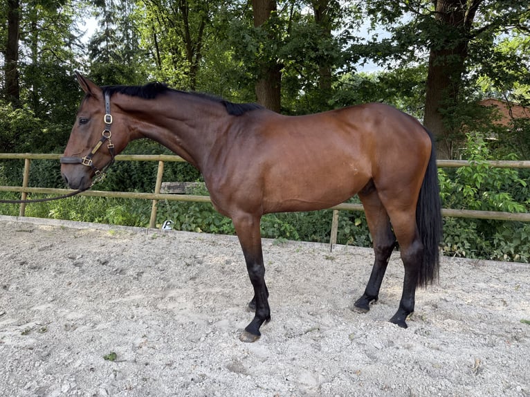 Hannover Castrone 4 Anni 182 cm Baio in GnarrenburgGnarrenburg