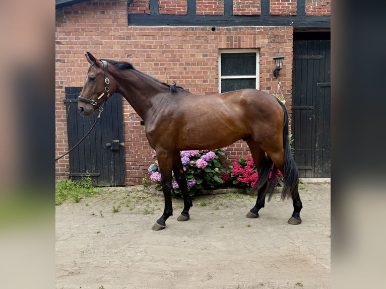 Hannover Castrone 4 Anni 182 cm Baio in GnarrenburgGnarrenburg