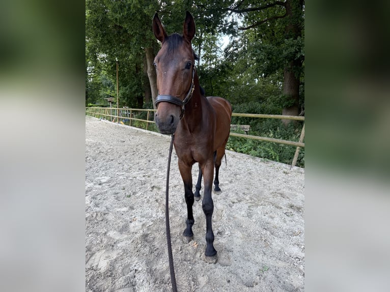 Hannover Castrone 4 Anni 182 cm Baio in GnarrenburgGnarrenburg