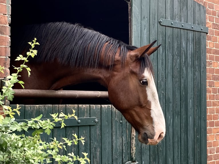 Hannover Castrone 4 Anni 182 cm Baio in Nienburg (Weser)