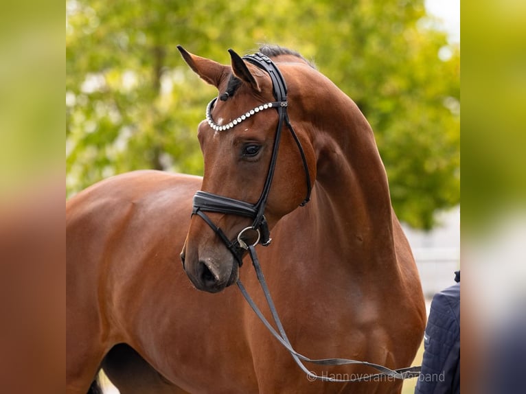 Hannover Castrone 4 Anni 183 cm Baio in Verden