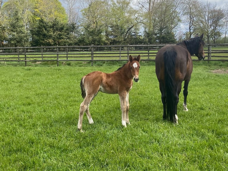 Hannover Castrone 4 Anni Baio in Achim