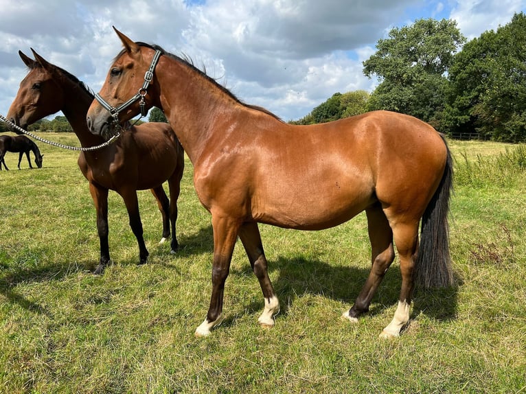 Hannover Castrone 4 Anni Baio in Achim