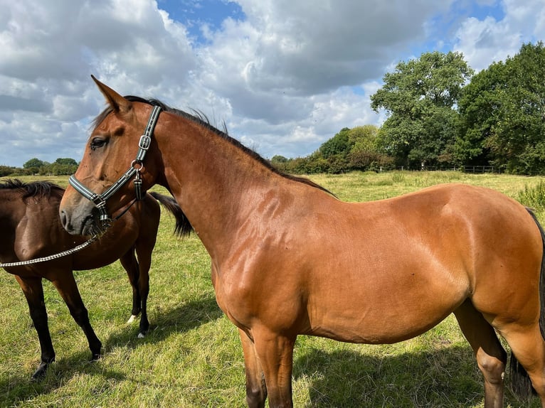Hannover Castrone 4 Anni Baio in Achim