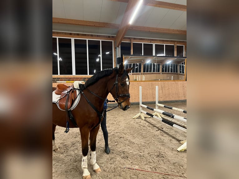 Hannover Castrone 4 Anni Baio in Hamburg Kirchwerder