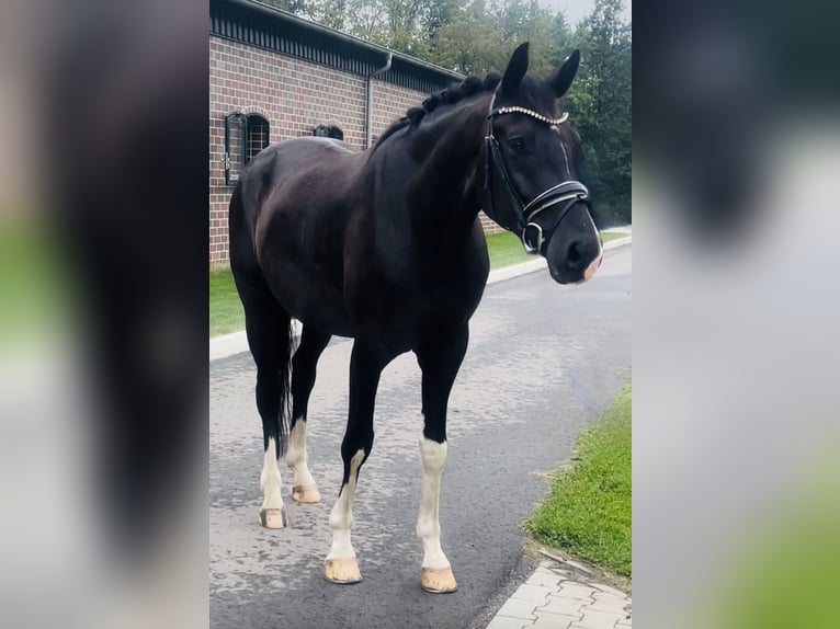 Hannover Castrone 4 Anni Morello in Berne