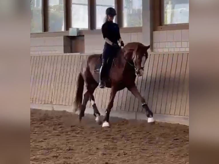 Hannover Castrone 4 Anni Sauro in Essen
