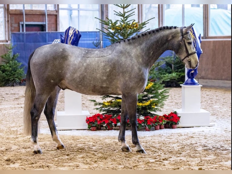 Hannover Castrone 5 Anni 161 cm Grigio pezzato in Diepholz