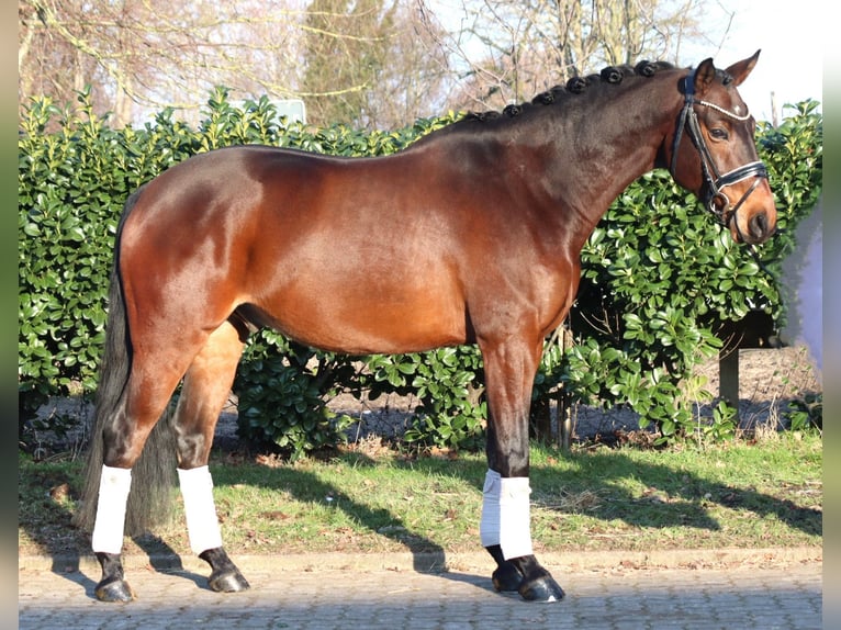 Hannover Castrone 5 Anni 162 cm Baio in Selsingen