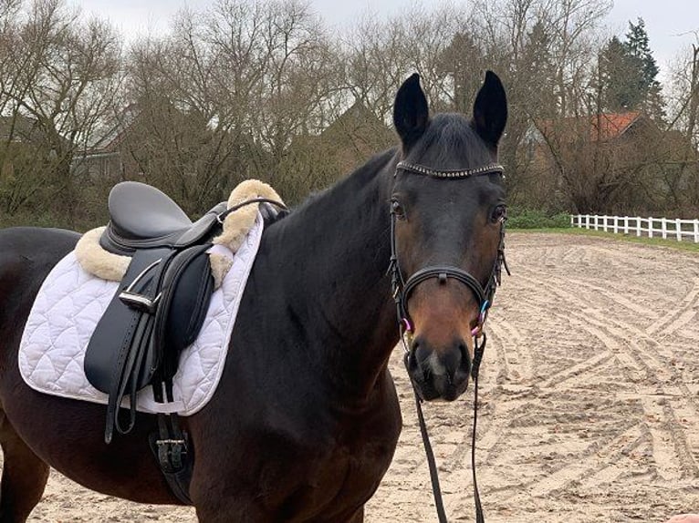 Hannover Castrone 5 Anni 162 cm Baio scuro in Verden (Aller)