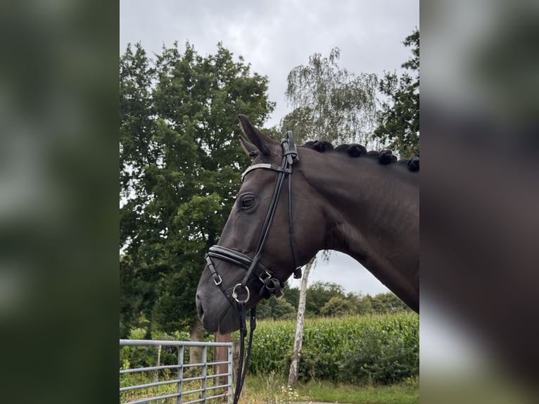 Hannover Castrone 5 Anni 162 cm Morello in Bargstedt