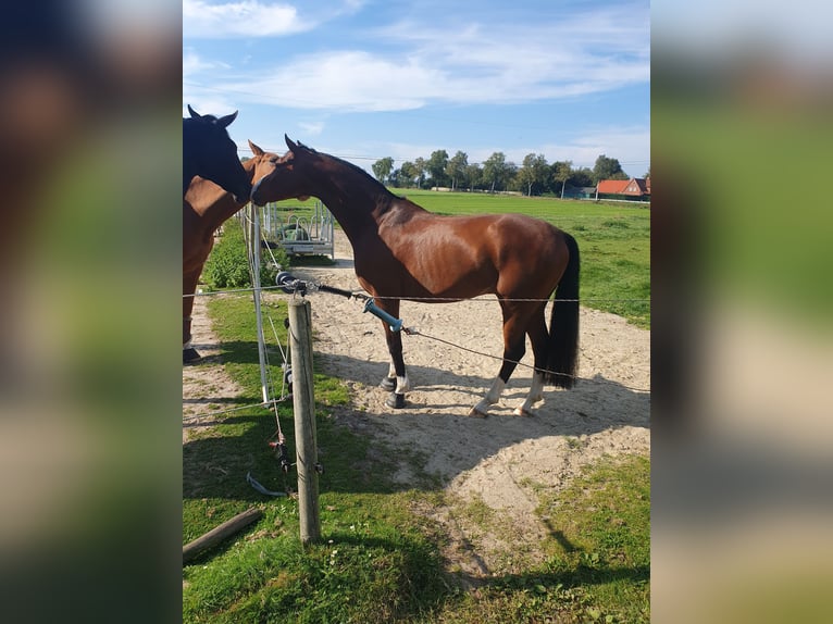 Hannover Castrone 5 Anni 163 cm Baio in Dötlingen