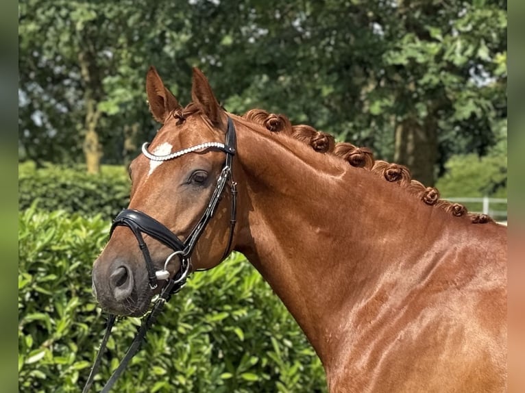 Hannover Castrone 5 Anni 163 cm Sauro in Visbek