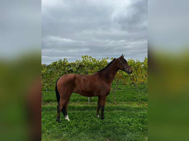 Hannover Castrone 5 Anni 164 cm Baio in Abstatt