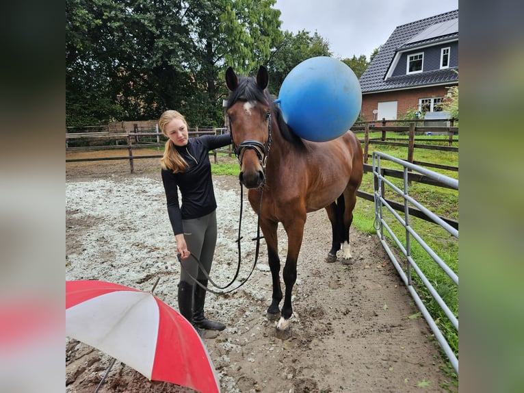 Hannover Castrone 5 Anni 164 cm Baio in Geestland