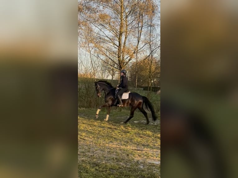 Hannover Castrone 5 Anni 164 cm Baio nero in Weener