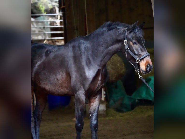 Hannover Castrone 5 Anni 164 cm Baio scuro in Duderstadt