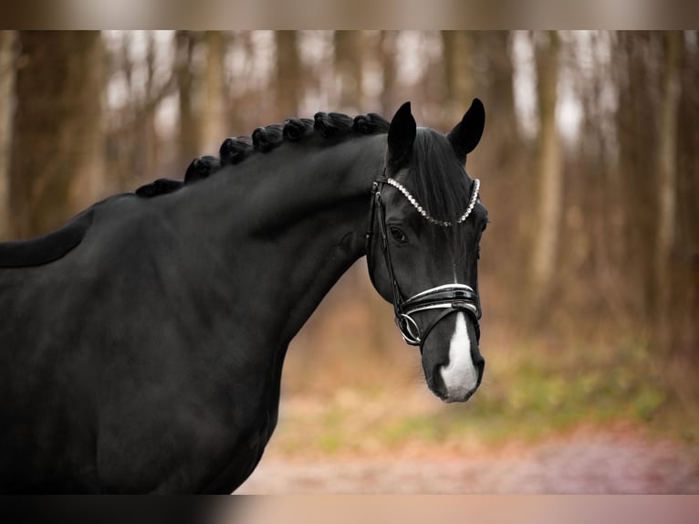 Hannover Castrone 5 Anni 164 cm Morello in Wehringen