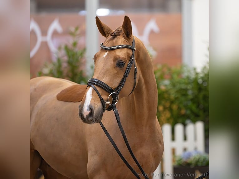 Hannover Castrone 5 Anni 164 cm Sauro in Verden