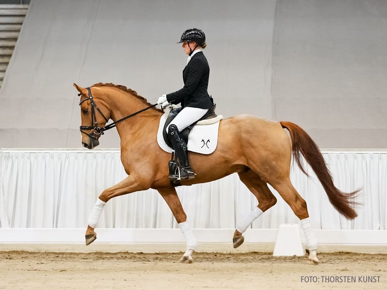 Hannover Castrone 5 Anni 164 cm Sauro in Verden