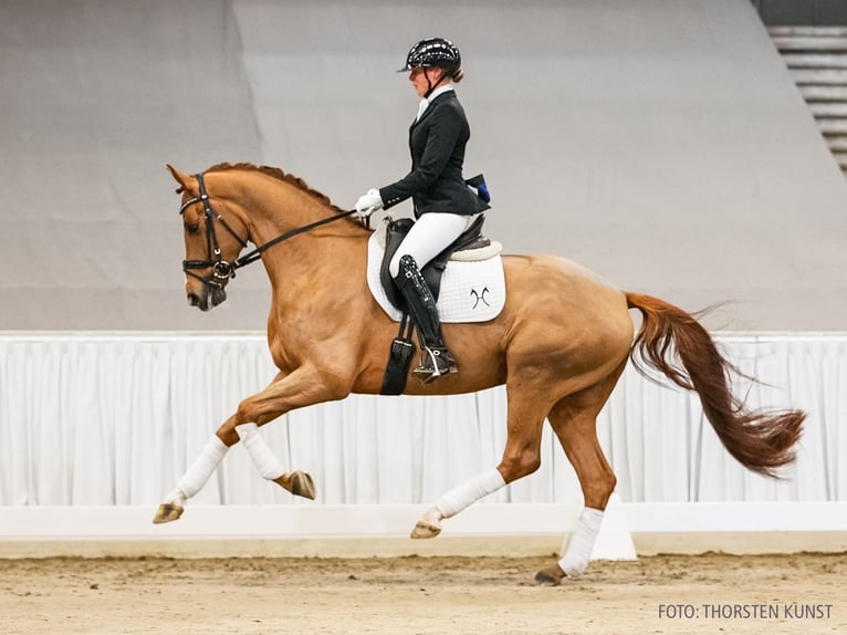 Hannover Castrone 5 Anni 164 cm Sauro in Verden