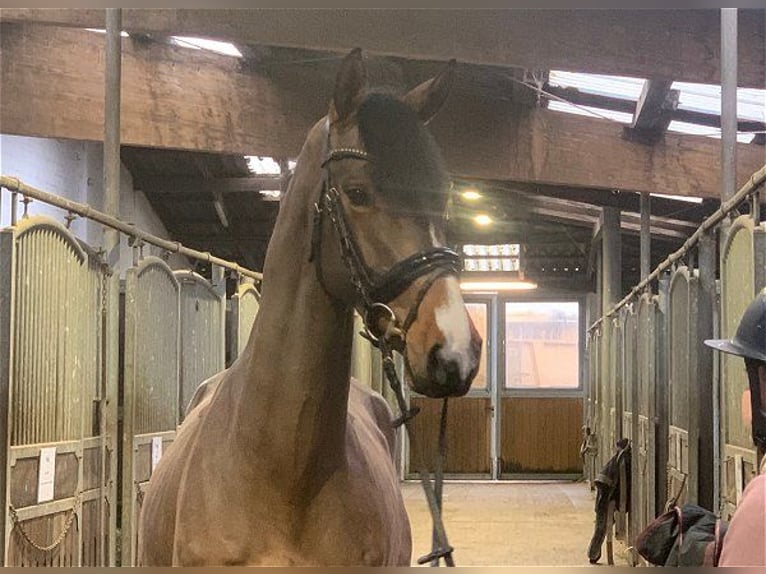 Hannover Castrone 5 Anni 165 cm Baio in Verden (Aller)