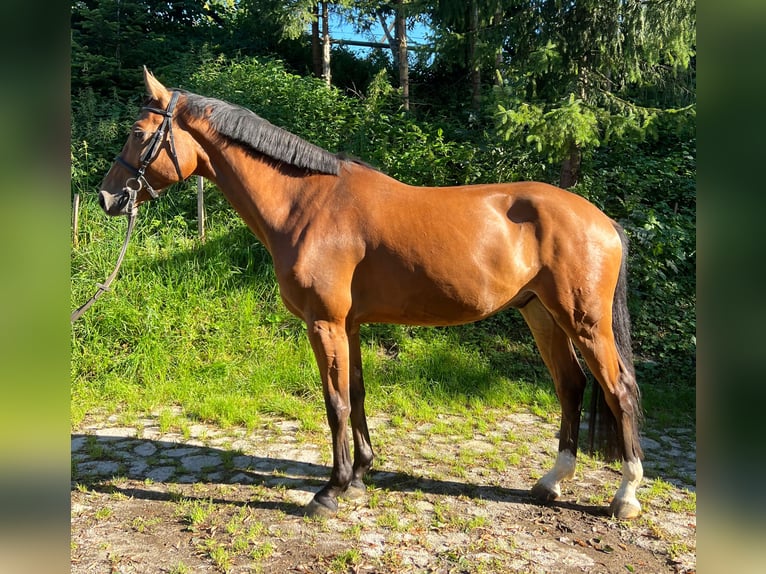 Hannover Castrone 5 Anni 165 cm Baio in Zell am Moos