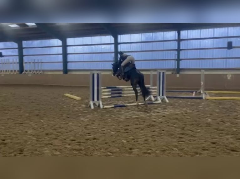 Hannover Castrone 5 Anni 165 cm Baio scuro in Einbeck