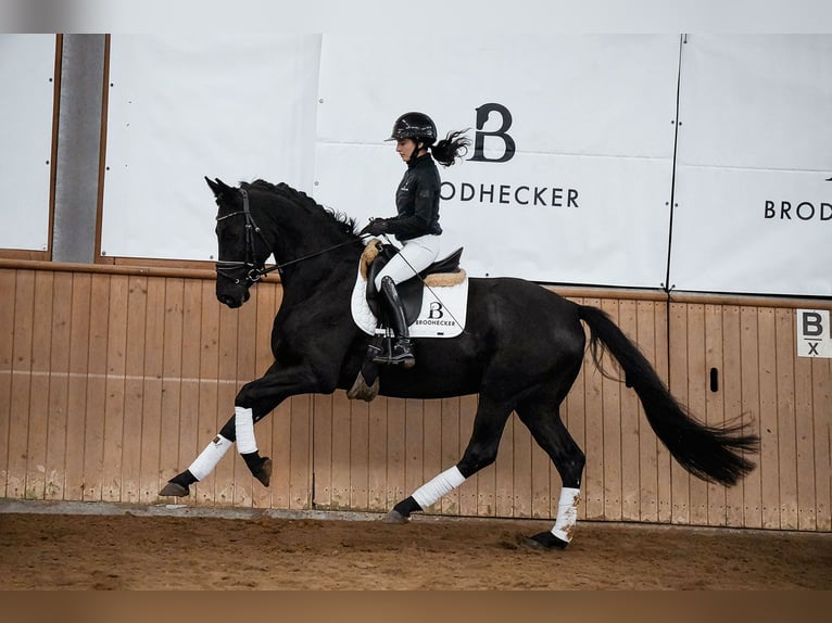 Hannover Castrone 5 Anni 165 cm Morello in Riedstadt