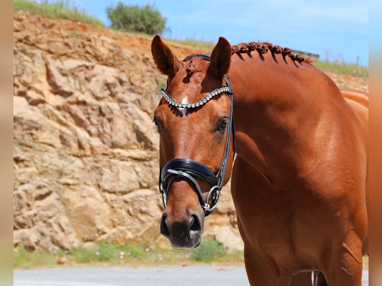 Hannover Castrone 5 Anni 165 cm Sauro in Malaga