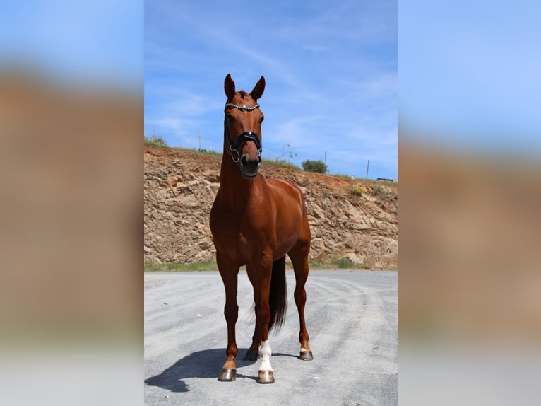 Hannover Castrone 5 Anni 165 cm Sauro in Malaga