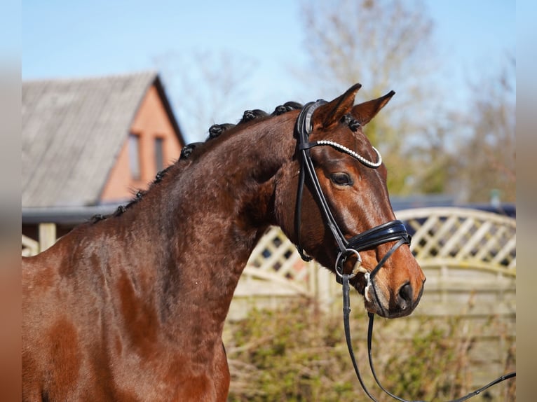 Hannover Castrone 5 Anni 166 cm Baio scuro in Hohenfelde