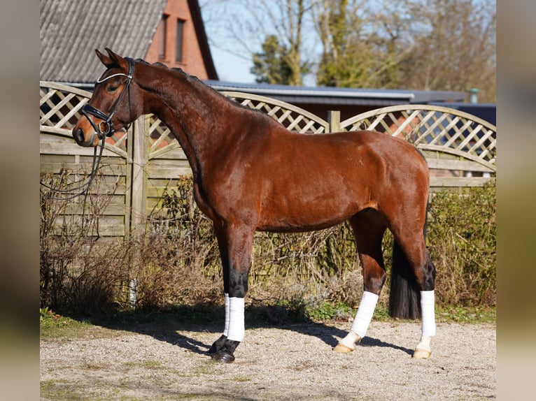 Hannover Castrone 5 Anni 166 cm Baio scuro in Hohenfelde