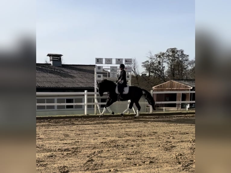 Hannover Castrone 5 Anni 166 cm Baio scuro in Teupitz