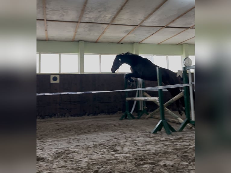 Hannover Castrone 5 Anni 166 cm Baio scuro in Teupitz